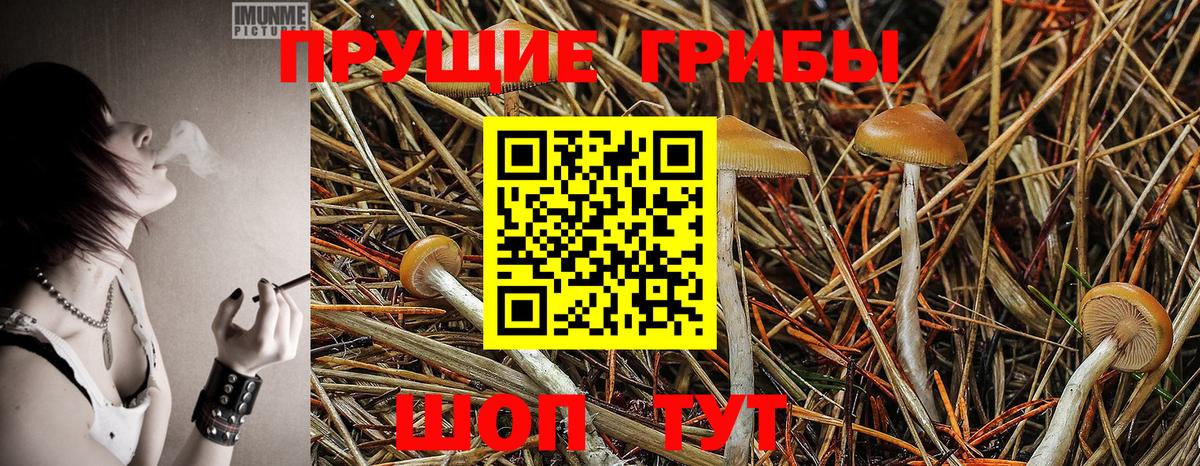 Нарткала  Псилоцибиновые грибы Psilocybine cubensis  Вход с VPN 